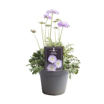 Scabiosa columbaria 'Butterfly Blue'