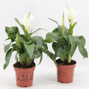 Zantedeschia 'Captain Fresco'