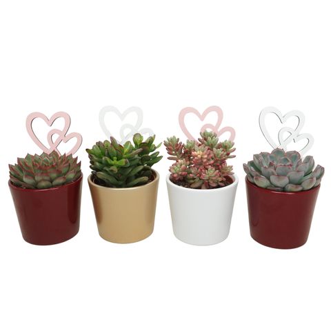Succulents MIX IN POT