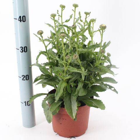 Leucanthemum 'Banana Cream'