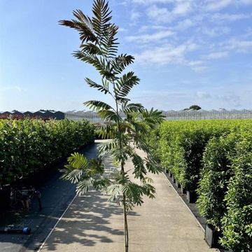 Albizia julibrissin 'Evi's Pride'