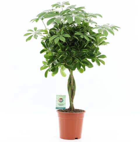 Schefflera arboricola 'Nora'