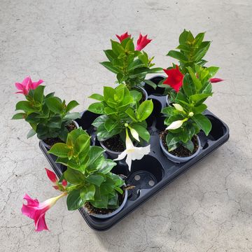 Mandevilla RIO MIX