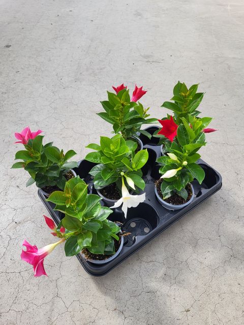 Mandevilla RIO MIX