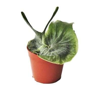 Platycerium superbum