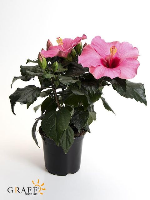 Hibiscus rosa-sinensis 'Adonicus Pink'