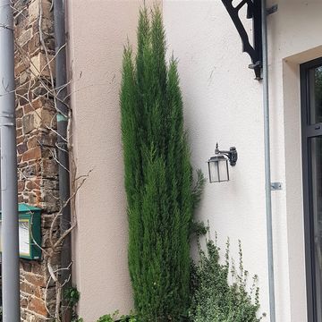 Cupressus sempervirens 'Totem'