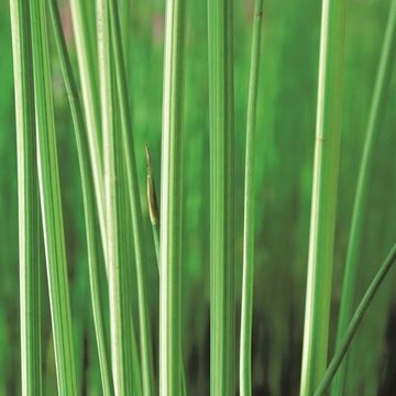 Scirpus lacustris 'Albescens'