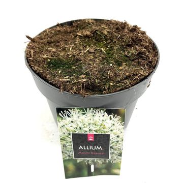 Allium stipitatum 'Mount Everest'