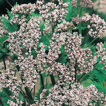 Valeriana officinalis