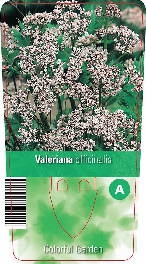 Valeriana officinalis