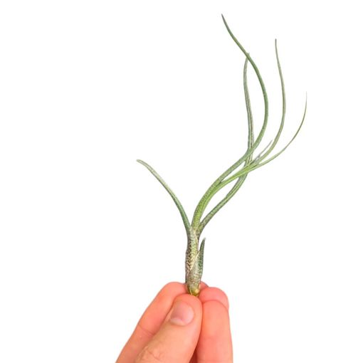 Tillandsia butzii