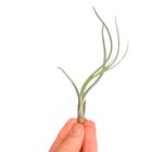 Tillandsia butzii