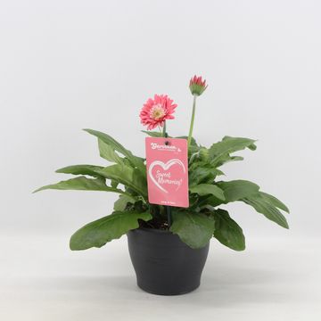 Gerbera GARVINEA SWEET MEMORIES