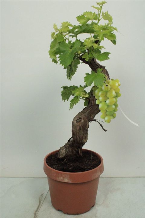 Vitis vinifera