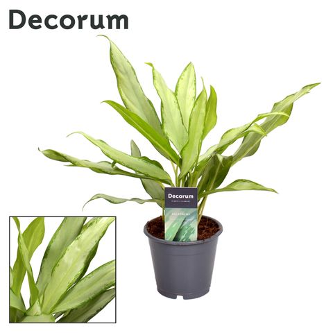 Aglaonema 'White Lance'