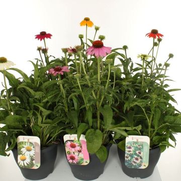 Echinacea purpurea MIX Echinacea purpurea MIX