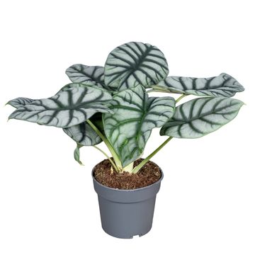 Alocasia 'Silver Dragon'