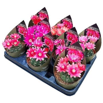 Gymnocalycium baldianum