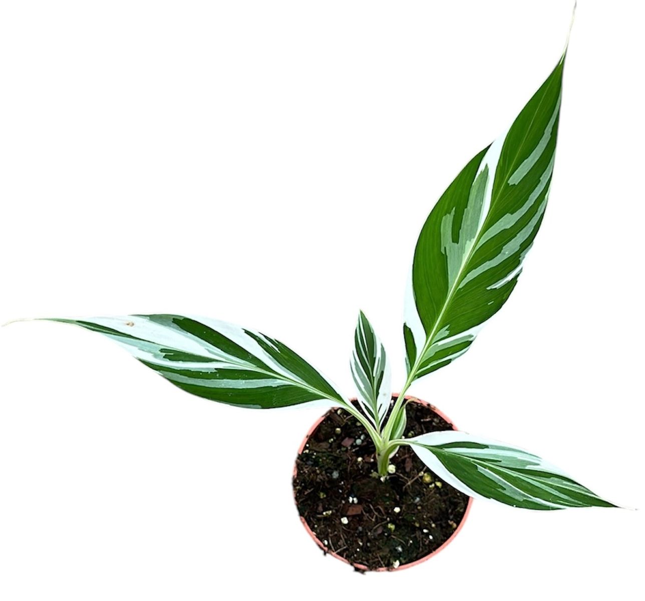 Musa 'Florida Variegata' — Atacado de Plantas FlorAccess