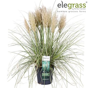Cortaderia selloana TINY PAMPA