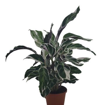 Calathea 'White Fusion'