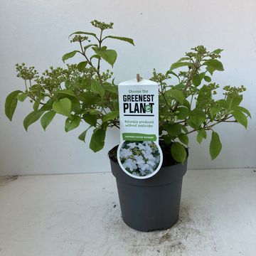 Viburnum plicatum 'Watanabe'