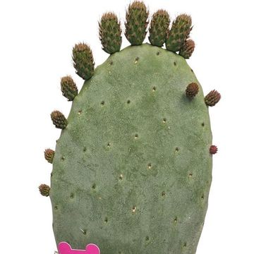 Opuntia ficus-indica
