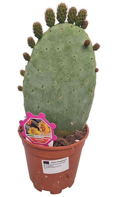 Opuntia ficus-indica