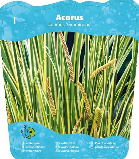 Acorus gramineus