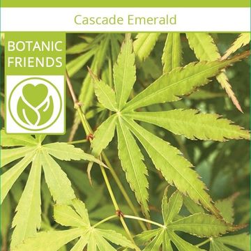 Acer palmatum CASCADE EMERALD