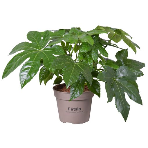 Fatsia japonica