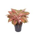 Aglaonema 'Tango Pink'