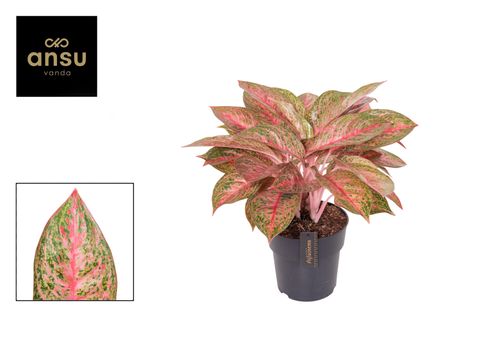 Aglaonema 'Tango Pink'