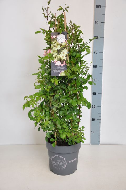 Rosa ROSY BOOM — Plant Wholesale FlorAccess