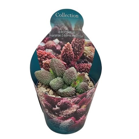 Adromischus marianae herrei 'Red Coral'