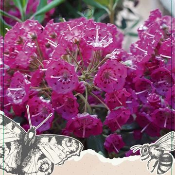 Kalmia angustifolia 'Rubra'
