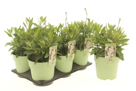 Gaura lindheimeri 'Steffi White'