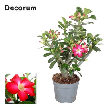 Adenium obesum