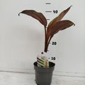 Ensete ventricosum 'Maurelii'