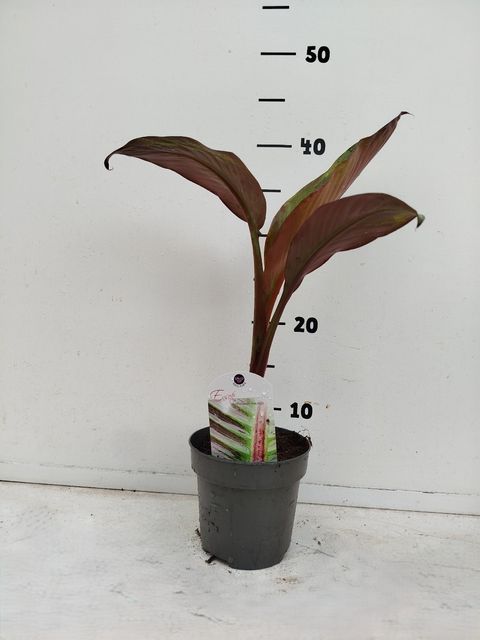 Ensete ventricosum 'Maurelii'