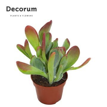 Kalanchoe luciae 'Oricula'