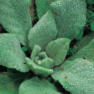 Stachys byzantina 'Big Ears'