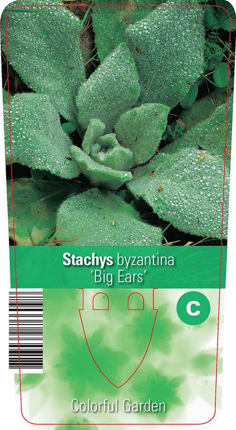Stachys byzantina 'Big Ears'