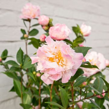 Camellia 'High Fragrance'