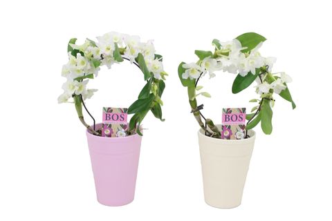 Dendrobium nobile STAR CLASS WHITE