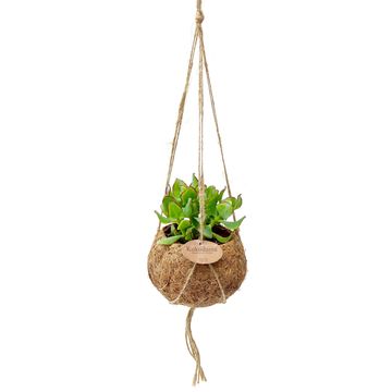 Hanging plants MIX