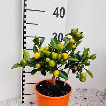 x Citrofortunella microcarpa