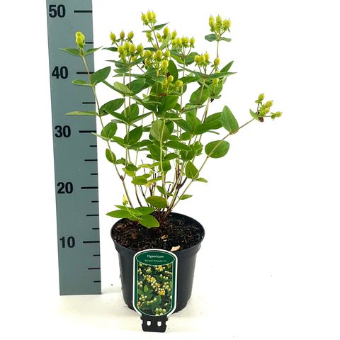 Hypericum MIRACLE PISTACHE