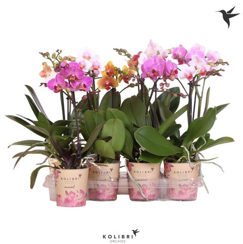 Phalaenopsis LITTLE KOLIBRI MIX